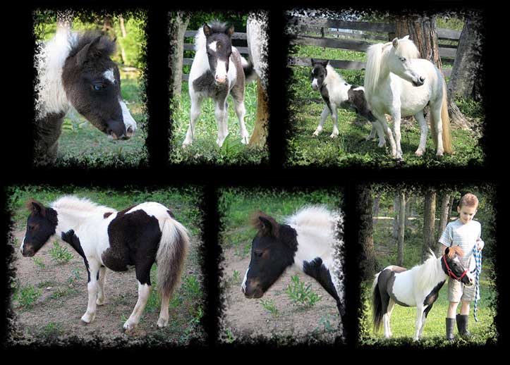 Critter Haven Farm Miniature Donkeys