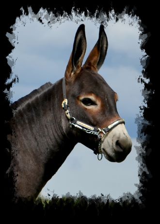 Itsy Bitsy Triple Crown
