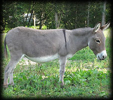 Critter Haven Farm Miniature Donkeys