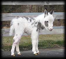 Critter Haven Farm Miniature Donkeys