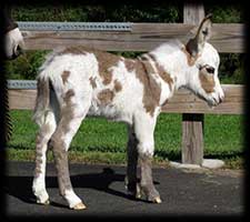 Critter Haven Farm Miniature Donkeys