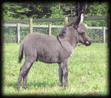 Critter Haven Farm Miniature Donkeys