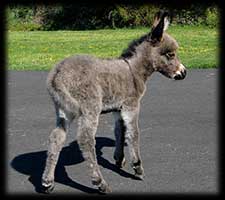 Critter Haven Farm Miniature Donkeys