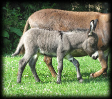 Critter Haven Farm Miniature Donkeys