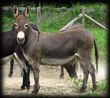 Critter Haven Farm Miniature Donkeys