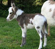 Critter Haven Farm Miniature Donkeys