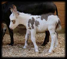 Critter Haven Farm Miniature Donkeys