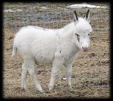 Critter Haven Farm Miniature Donkeys
