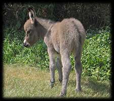 Critter Haven Farm Miniature Donkeys
