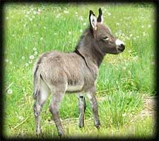 Critter Haven Farm Miniature Donkeys