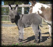 Critter Haven Farm Miniature Donkeys