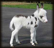 Critter Haven Farm Miniature Donkeys