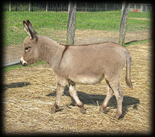 Critter Haven Farm Miniature Donkeys