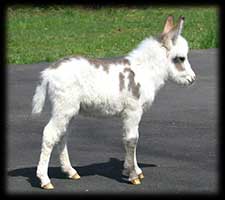 Critter Haven Farm Miniature Donkeys