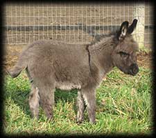 Critter Haven Farm Miniature Donkeys