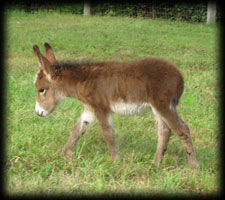 Critter Haven Farm Miniature Donkeys