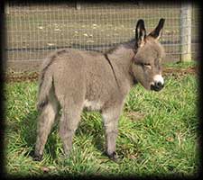 Critter Haven Farm Miniature Donkeys