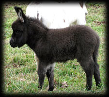 Critter Haven Farm Miniature Donkeys