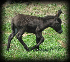 Critter Haven Farm Miniature Donkeys