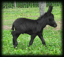Critter Haven Farm Miniature Donkeys