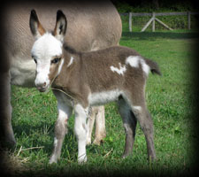 Critter Haven Farm Miniature Donkeys