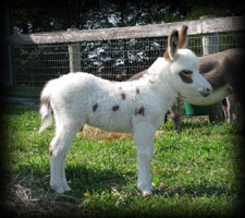 Critter Haven Farm Miniature Donkeys