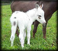 Critter Haven Farm Miniature Donkeys