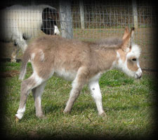 Critter Haven Farm Miniature Donkeys