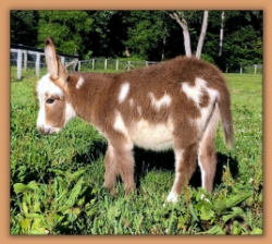 Critter Haven Irresistible, dark spotted miiniature donkey future brood jennet at Critter Haven Farm.